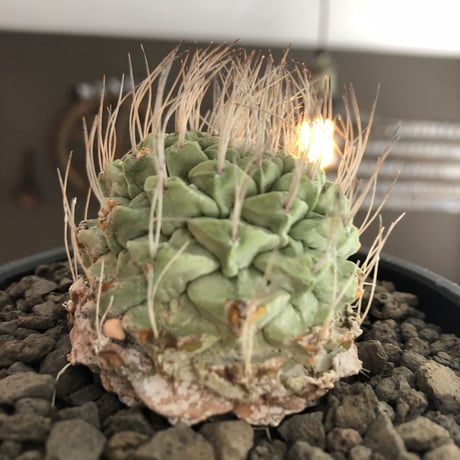 strombocactus 白棘菊水《M size》激希少‼︎現地球発根後店主国内管理13年株※味深さ&美しい樹形balanceな堪らない装い※mad black bowl pot植え