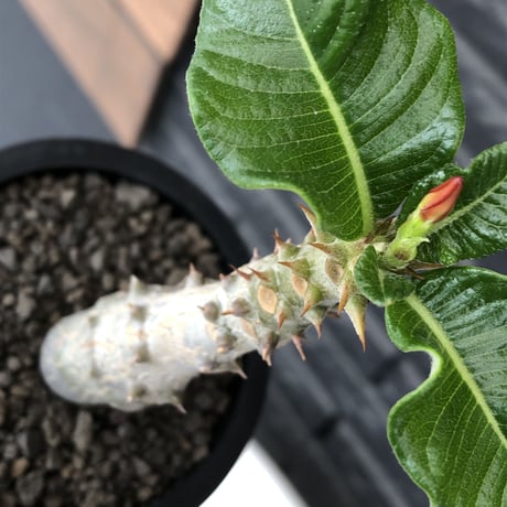 pachypodium  windsori i× baronii  《M size》希少※現地実生発根済株※成長楽しみな双方の良さが活きた将来有望株※mad black pot植え