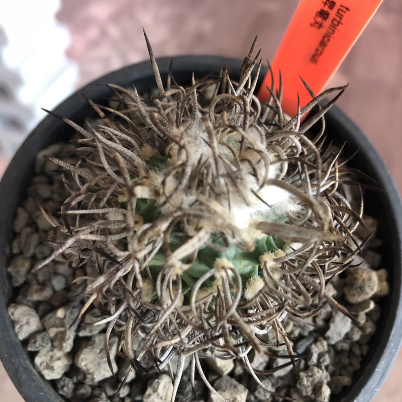turbinicarpus 昇竜丸《大きめM size》※littmon seed9年株※選抜