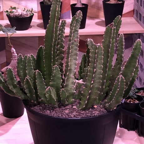 stapelia《XL size》