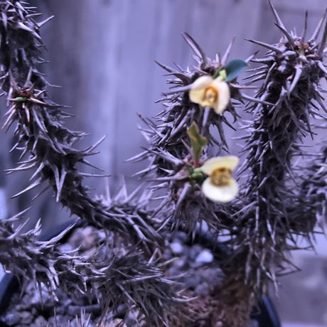 euphorbia      milii《花キリン》