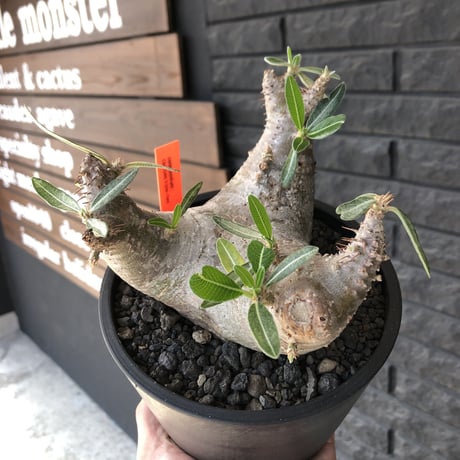 packypodium  cactipes triple he'd《M  size》※現地球発根済株※将来有望なbalanceも良き良樹形株‼︎※mad black pot植え