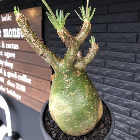 pachypodium gracilius《L size》希少green肌&ぼってり樹形※現地球発根後店主国内管理5年株※大変綺麗でbigなツル肌グラキ※mad black bowl pot植え