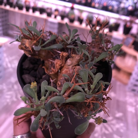 othonna   euphorbioides《M  size》大変良い枝ぶり株