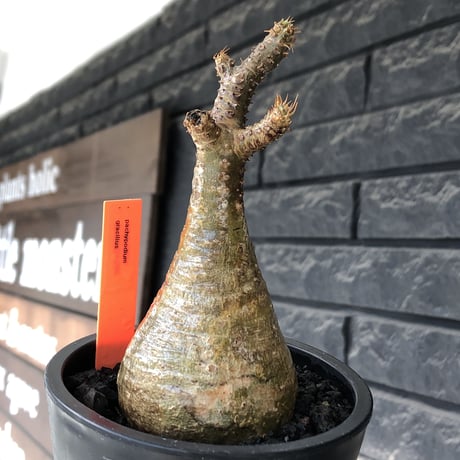 pachypodium gracilius《大きめS size》僅かにgreen肌&球体樹形※現地球発根後店主国内管理2年株※1頭枝のため少し縦に長めながら球体良樹形※mad black pot植え