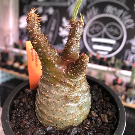 pachypodium gracilius《S size》A面赤肌株※現地球発根済株※店主国内管理2年株※balance良き小振の赤肌グラキ‼︎※mad black pot植え