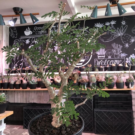 senna  meridionalis《 L  size》※現地球発根済株※店主国内管理3年株※極上の美しさと樹形バランスを持つセンナ‼︎幹幅も太く大変良株のためオススメ株‼︎※tall pot植え