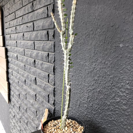 alluaudia   procera《亜竜木》