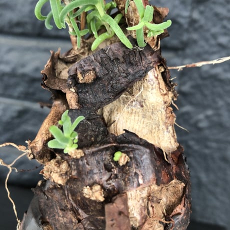 mestoklema   tuberosum《M  size》※冬季も成長開花する潅木‼︎丈短ででっぷり株ながら幹内にエグれも有り、大変wildな男前なblack肌‼︎※mad black pot植え