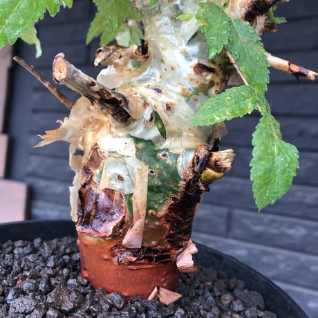 commiphora  africana《L size》※現地球株発根済※美しくbalance良き佇まい※tall pot植え