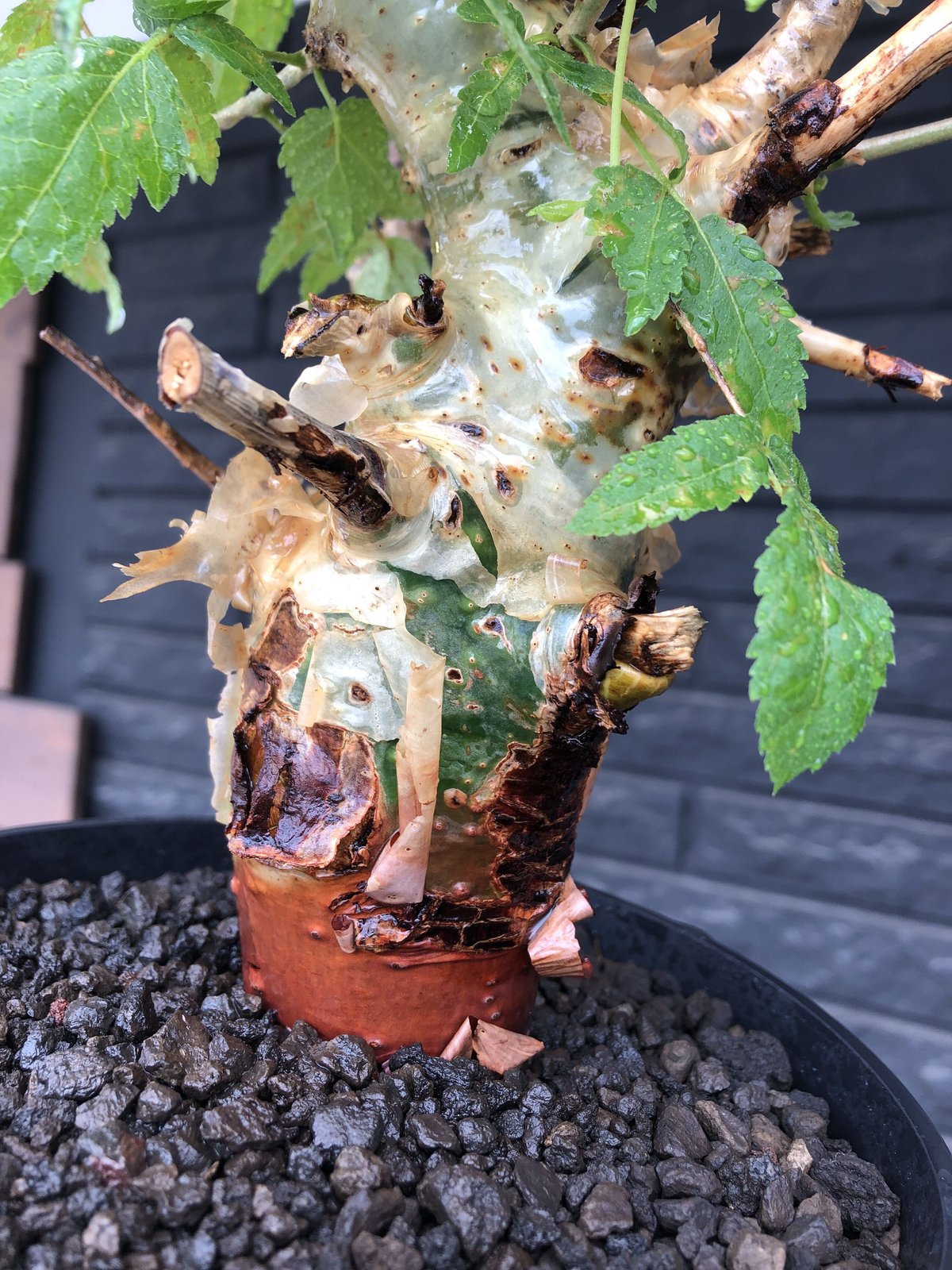 コミフォラアフリカーナ鉢付