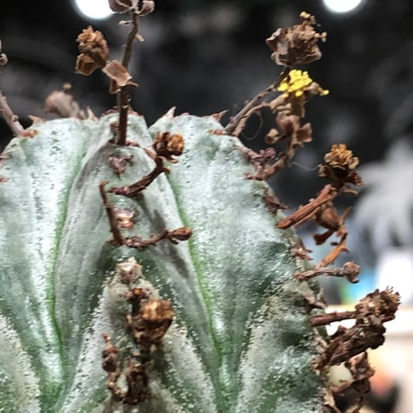 euphorbia horrida var.norveldensis《大きめS size》※現地球株発根済※激希少‼︎どっしり樹形にビンテージ感も強き渾身の一株‼︎※black bowl pot植え