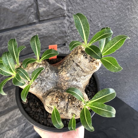 packypodium  eburneum《L size》※現地球発根済株※荒く立体的な肌質にエブレらしからぬsilver色の二面性感じるwild美肌株※mad black bowl pot植え
