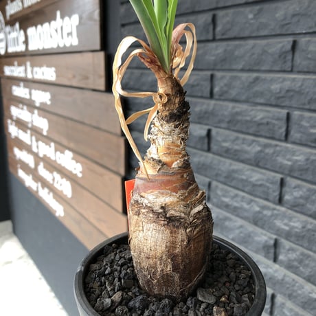 boophane   disticha  《M size》black肌※手乗りsizeな良き樹形なblack肌カラーが魅力※mad black pot植え