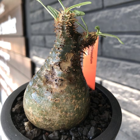 pachypodium gracilius《大きめS size》※希少green肌&360度球体株※現地球発根後店主国内管理2年株※短枝グリーン肌のまん丸球体株※mad black pot植え