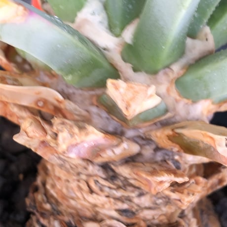 leuchtenbergia  principis 晃山《LL size》大株※現地球株発根済※極太幹を持ち年代物なため極めてワイルドな一株‼︎※mad black bowl pot植え