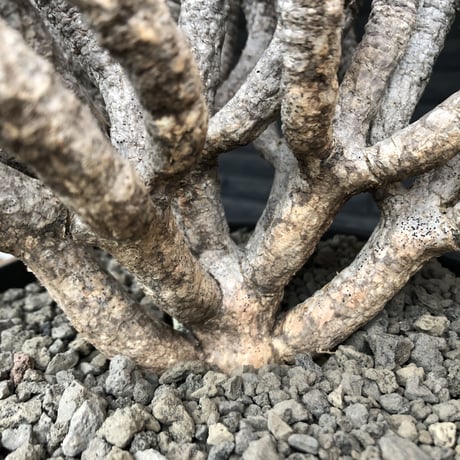 euphorbia  guillauminiana《大きめLL size》※現地球発根済株※店主国内管理6年株※現地球株らしい表皮＆volume満点大株※mad black bowl pot植え