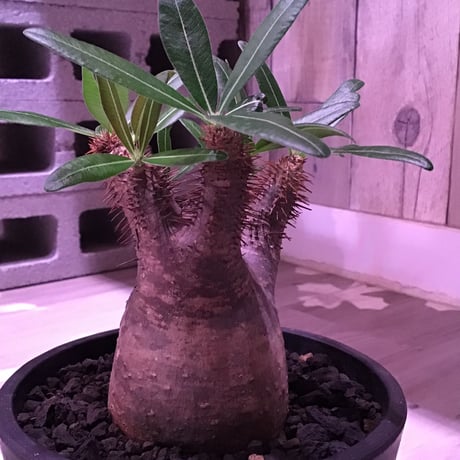 packypodium  gracilius 黒肌《M size》  現地球  発根済み株   mad black pot植え