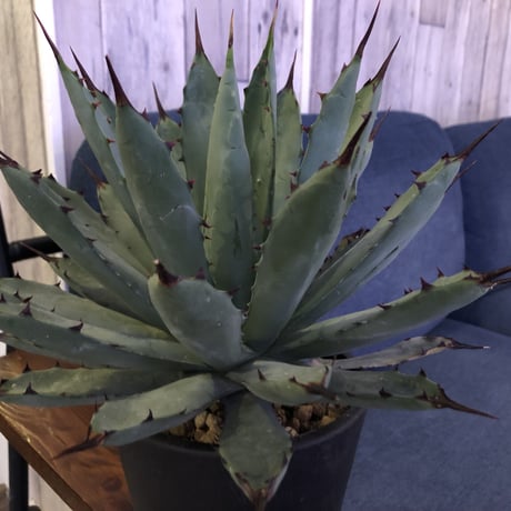 agave     macroacantha 《L size》mad black pot植え　※Instagram投稿株‼︎
