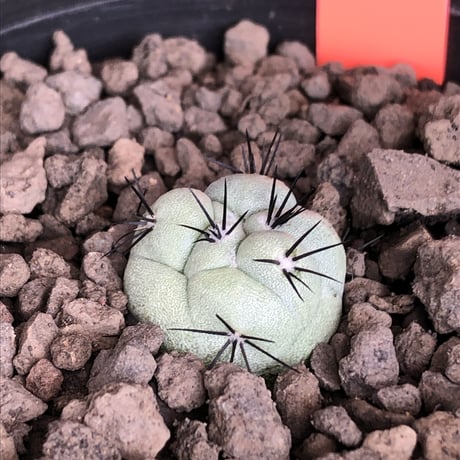 ortegocactus   macdougallii《大きめS size》希少※現地球カキ仔自根株※薄水色肌極美球体株‼︎※mad black pot植え