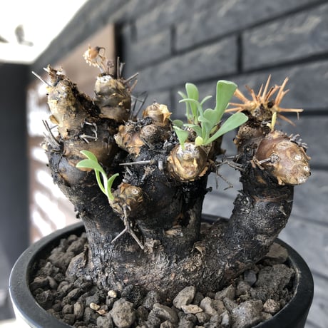 othonna  euphorbioides《大きめM size》※現地球発根後店主国内管理5年株※weight低く極めて短枝&枝数も多くボコボコ立体両A面樹形※mad black pot植え