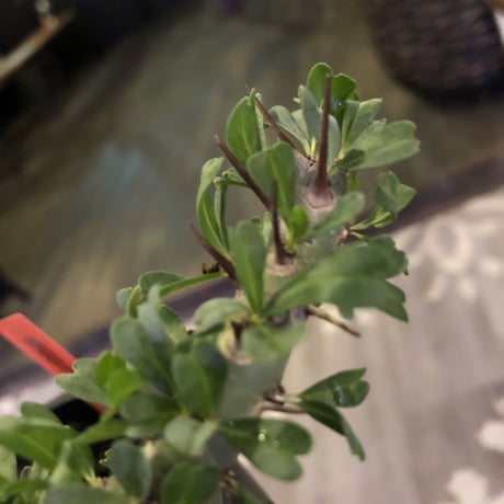 sarcocaulon   patersoni（Ｌ size）大変樹形 balanceも良く、本来の理想の樹形通りに成長してくれています。#mad black pot植え‼︎