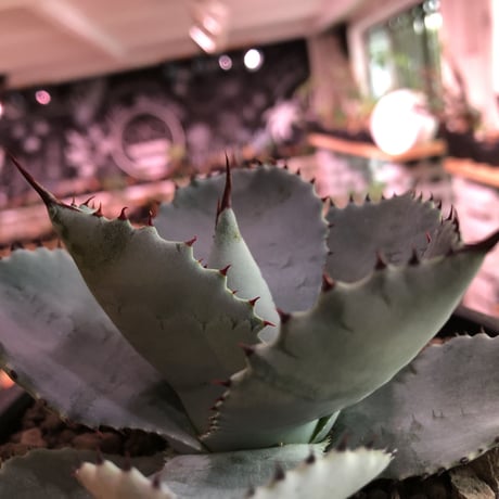 agave  pygmaea  dragon toes《M  size》※発根済株※店主国内管理2年株※良きcolor良きサイズ感‼︎極美オススメ株※mad black pot植え※限定2株