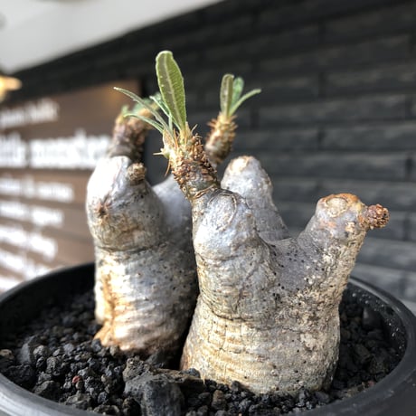 pachypodium gracilius《大きめS size》両 A面&w-he'd株※現地球発根後店主国内管理2年株※ぼってり愛くるしさ100%な一株※mad black bowl pot植え