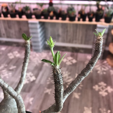 packypodium  gracilius  《L size》 ※Instagram post株   mad black pot植え  ※店主国内5年管理株 （限定1株）