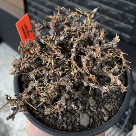 sarcocaulon  vanderietiae《大きめM size》※現地球発根後店主国内管理3年株※希少春秋型種‼︎weight低く枝間密な纏まり良き一株※mad black pot植え