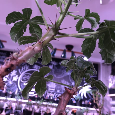 jatropha  fissispina 《L size》希少種希少size‼︎ ※大変仕上がった木質化&枝振りbalance株‼︎ ※限定1株