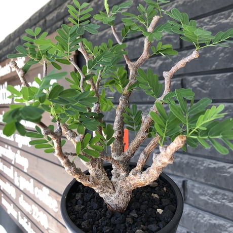 senna  meridionalis《大きめM size》※現地球株発根済※枝振りバランスも最高な一株となり幹のボコボコも強きオススメな一株‼︎※mad black pot植え