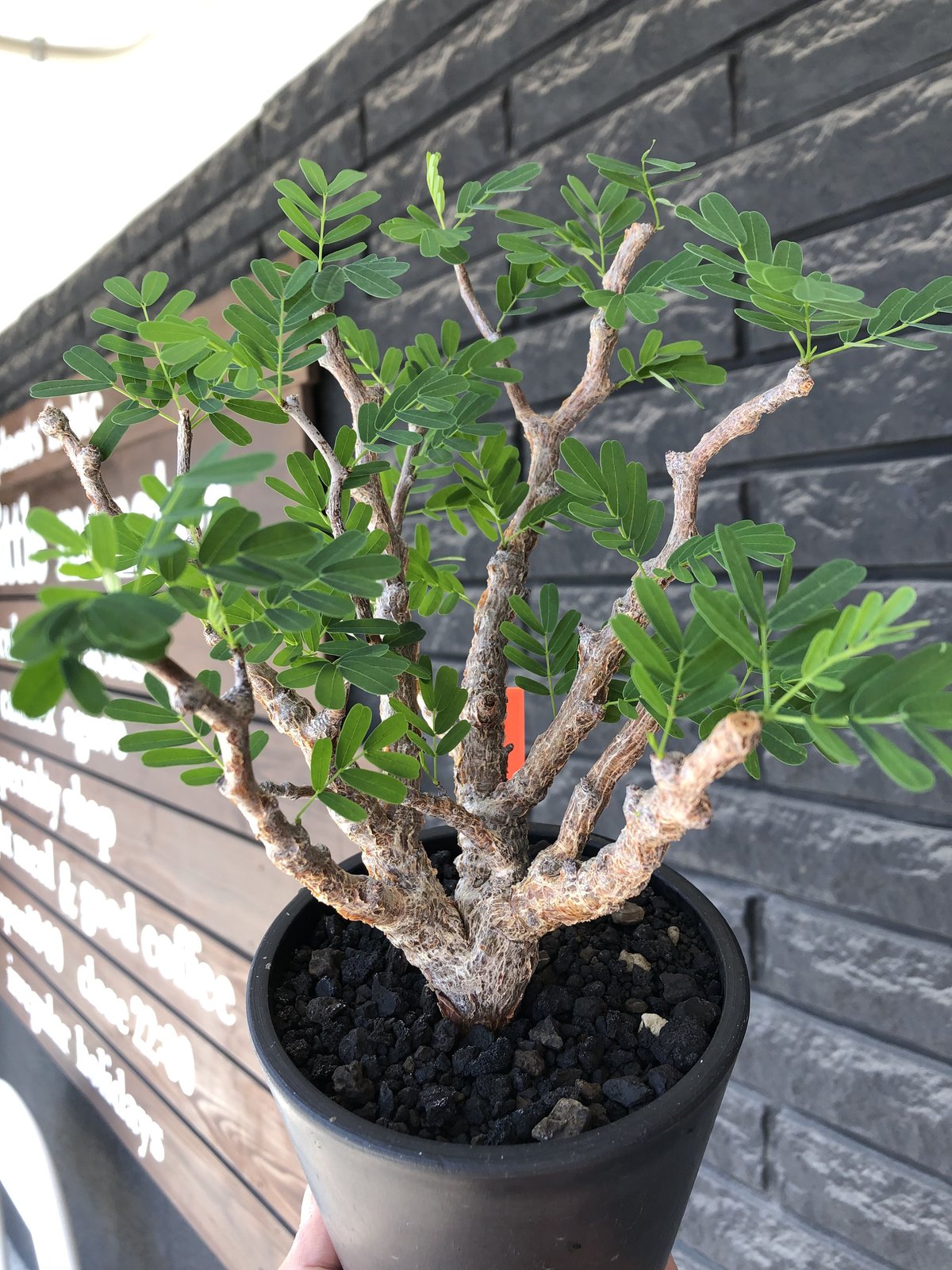 senna meridionalis《大きめM size》※現地球株発根済※枝振りバランスも