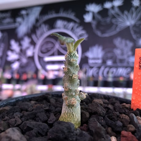 希少 dorstenia   gigas《S size》littmon  seed🌱※1シーズンで成長が大変早い為、大変育て甲斐と変化を感じられるギガス‼︎※mad black bowl pot植え
