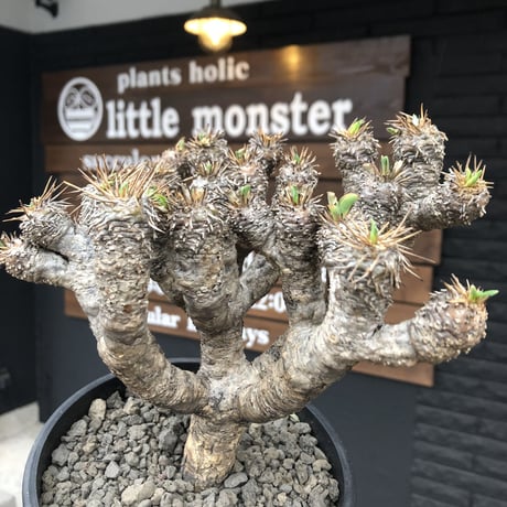 euphorbia    guillauminiana《L  size》