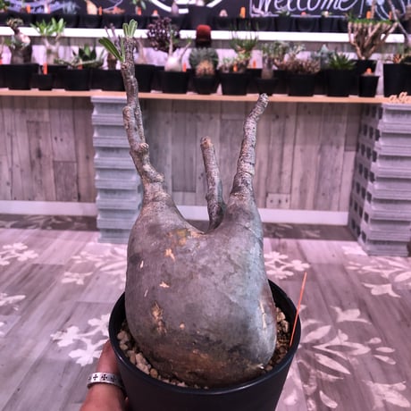 packypodium  gracilius《L  size》※現地球株  発根済み株‼︎  （限定1株）
