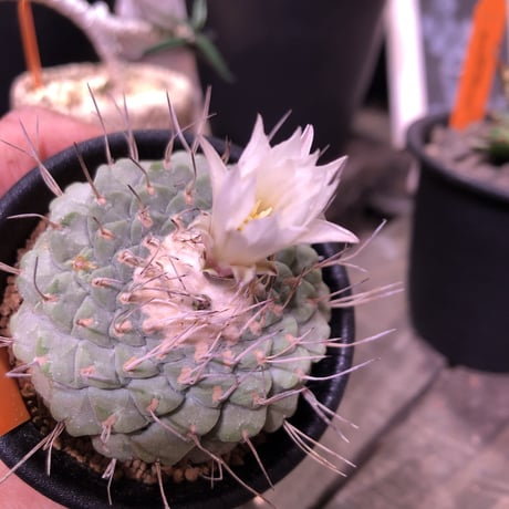 stronbo cactus  菊水（M size）