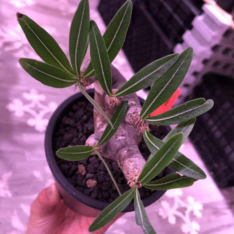 packypodium inopinatum《M size》※現地球発根済株※繊細な葉を持ち