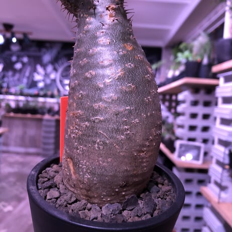 packypodium  gracilius 《小さめM size》 希少‼︎green肌‼︎ぼってりグラキ‼︎ ※現地球発根済み株‼︎※mad black  pot植え