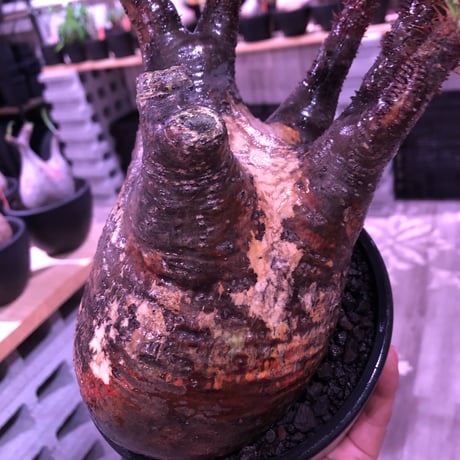 packypodium  gracilius《L  size》※現地球発根済株※店主国内管理3年株※現地焼けの自己主張強きぼってりwildグラキ‼︎※mad black pot植え
