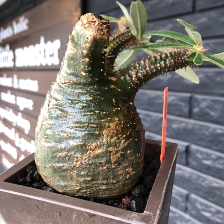 pachypodium gracilius《 M size》希少green肌&ぼってり樹形※現地球発根後店主国内管理3年株※balance良く極グリーン肌が◎※polyhedron pot植え