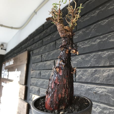 mestoklema tuberosum《L  size》※現地球発根後店主国内管理4年株※より赤肌強き個体となり味深き表皮が堪らなく冬季も動く唯一無二な希少灌木※mad black pot植え