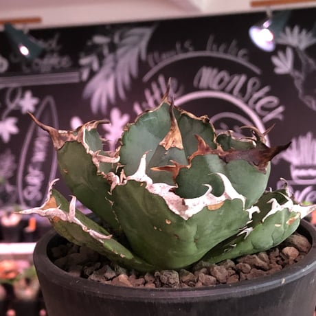 agave  titanota  白鯨《M size》※現地球発根済株※最高の鋸歯に幅広肉厚葉が堪らない一株‼︎※mad black pot植え