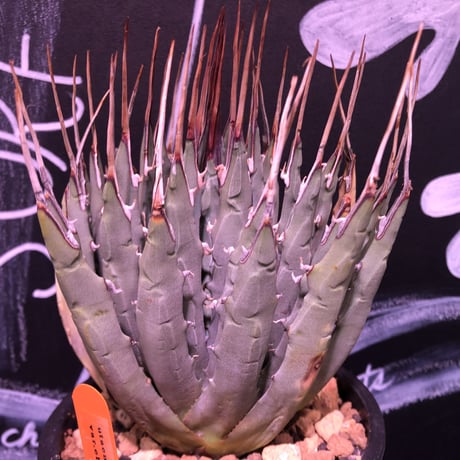 agave   utaensis eborispina《L size》