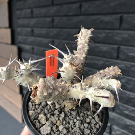 sarcocaulon crassicaule《M  size》※現地球発根済株※店主国内管理2年株※個体差でより鋭い赤味ある強刺に縮れ葉＆白花のギャップ萌えする良樹形※mad black pot植え
