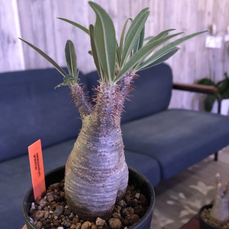 packypodium  gracilius（S size）発根済み株‼︎