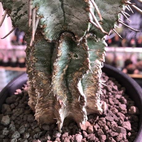 euphorbia    horrida《極太M size》※現地球発根済株※大変木質化も進み強刺で刺々しさ半端なきホリダ※mad black pot植え