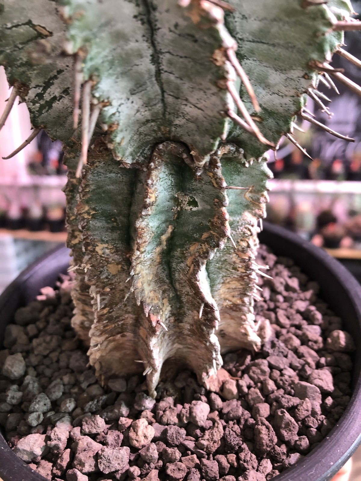 現地球 発根済 ユーフォルビアホリダ 木質化 子株付き usagi鉢付き 現地球 発根済 ユーフォルビアホリダ 木質化 子株付き usagi鉢付き