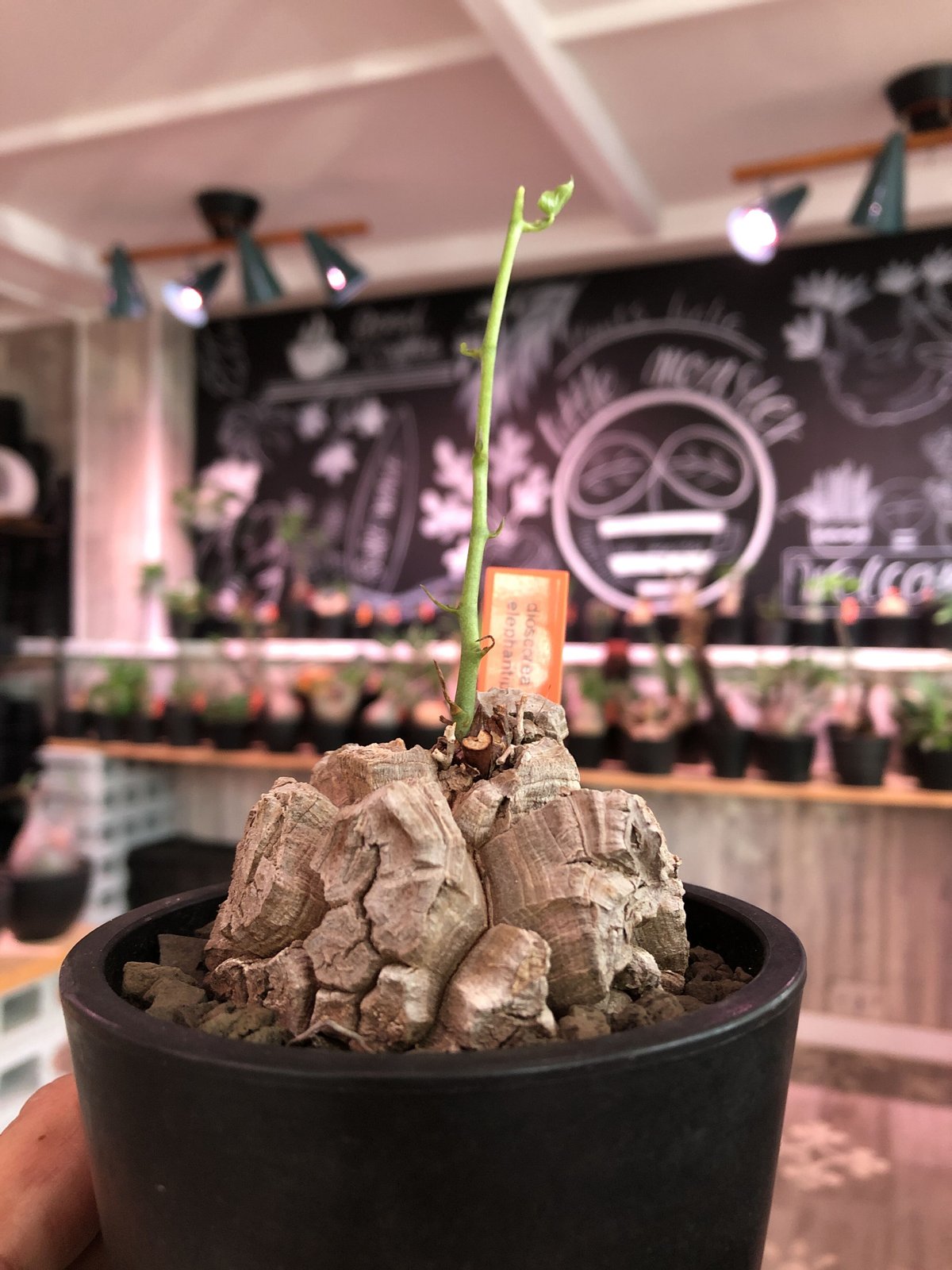 dioscorea elephantipes アフリカ亀甲竜《M size》※今後輸入が厳しい