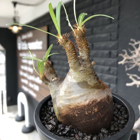 pachypodium  gracilius《小さめM size》※現地球発根後店主国内管理3年株※愛くるしさ100%な美術的インテリ性高く現地焼け肌な一株※mad black pot植え